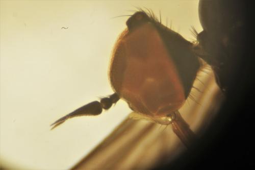 Rhamphomyia caliginosa